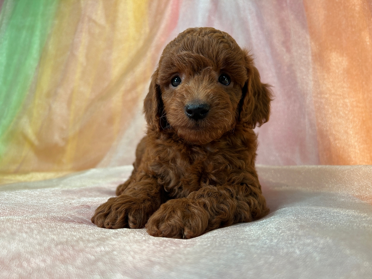 Male Miniature Bernedoodle Puppy for Sale DOB 7-1-2025 $1200